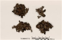 藏品(羽根梅衣)的圖片